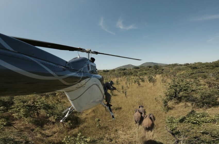  Nuevas formas de proteger a los elefantes africanos: linternas de alta potencia y abejas … – EL PAÍS