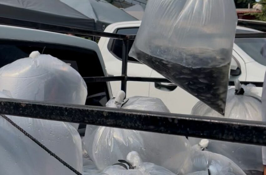  Compesca libera 100 mil alevines de tilapia en Lázaro Cárdenas – Urbis TV Morelia