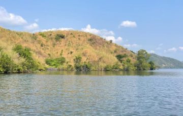  Libera Compesca 100 mil alevines de tilapia en Lázaro Cárdenas – Quadratín Michoacán