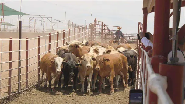  Sonora mantiene blindaje: un año libre de gusano barrenador – Expreso