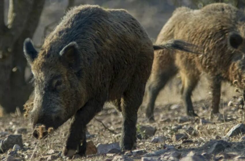  Alerta por primeros casos confirmados de mortífera peste porcina africana