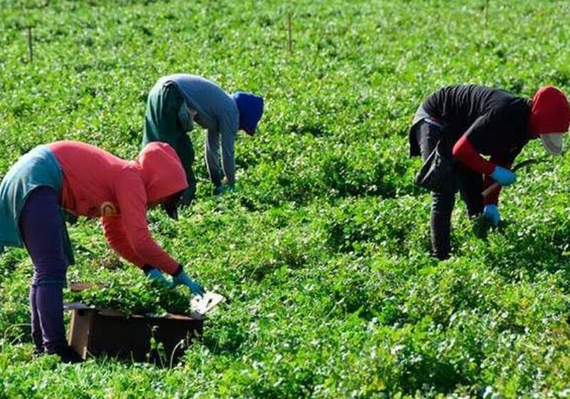  Jornaleros agrícolas siguen siendo el sector más vulnerable en Sonora: sociólogo