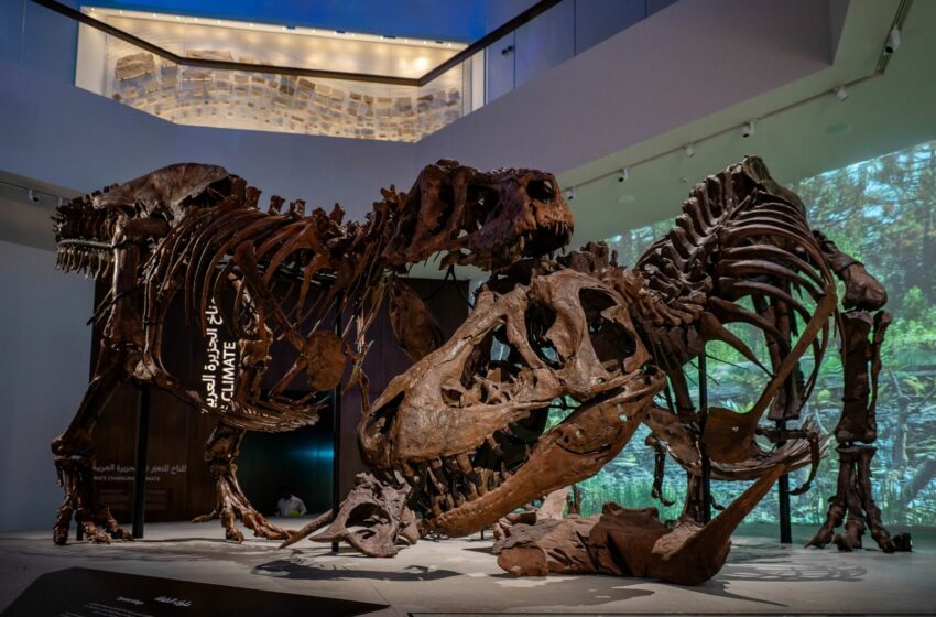  El nuevo Museo de Historia Natural de Abu Dabi muestra, de forma inédita, dos T. rex …