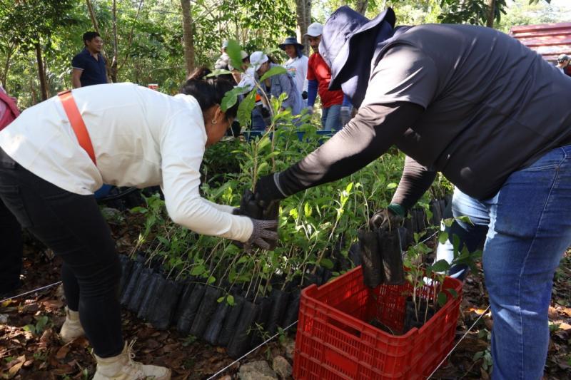  SDS recibe 50 mil plantas nativas para reforzar reforestación en Yucatán – LJA.MX