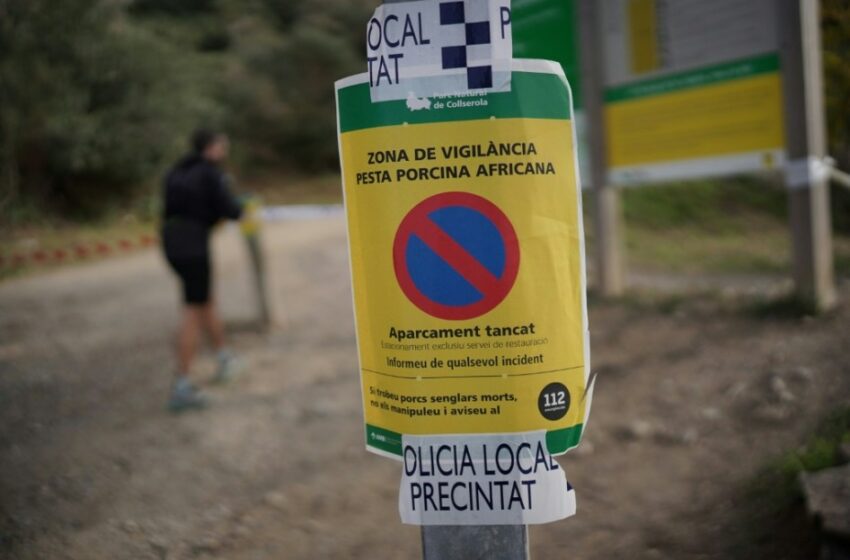  España despliega al ejército para luchar contra el foco de peste porcina africana en Cataluña