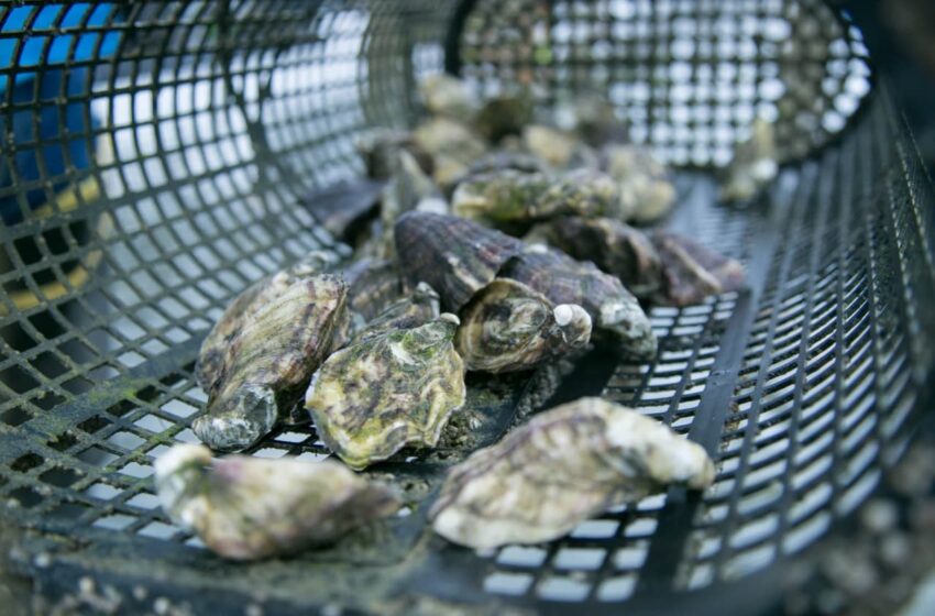  VIGILANCIA SANITARIA CONSTANTE A MOLUSCOS BIVALVOS EN BC