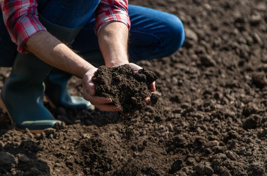  El suelo, el gran desconocido salvavidas del clima | Clima y Medio Ambiente | EL PAÍS