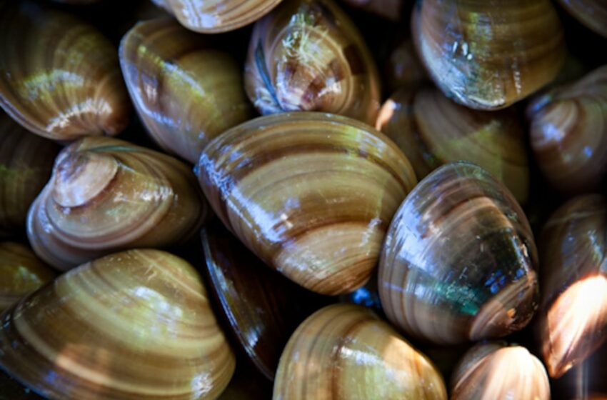  Conapesca fija veda para preservar la almeja chocolata en Baja California Sur
