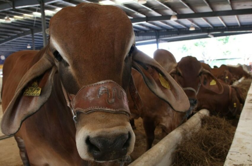  Suman 235 mdp invertidos en Crédito Ganadero a la Palabra en Tabasco