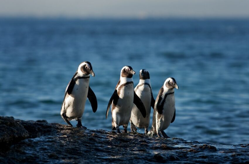  60,000 pingüinos muertos: ¿Qué más hará falta para que finalmente abordemos la …