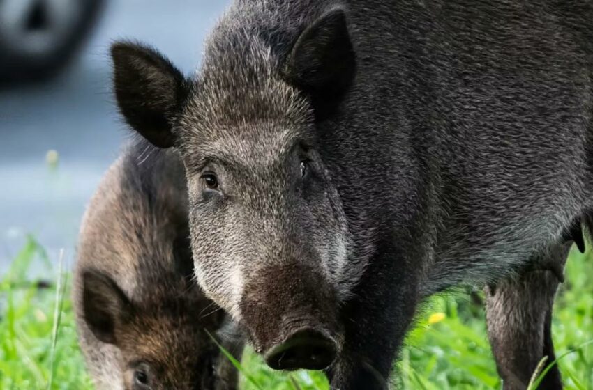  Peste porcina africana: la hipótesis del bocadillo – El Economista