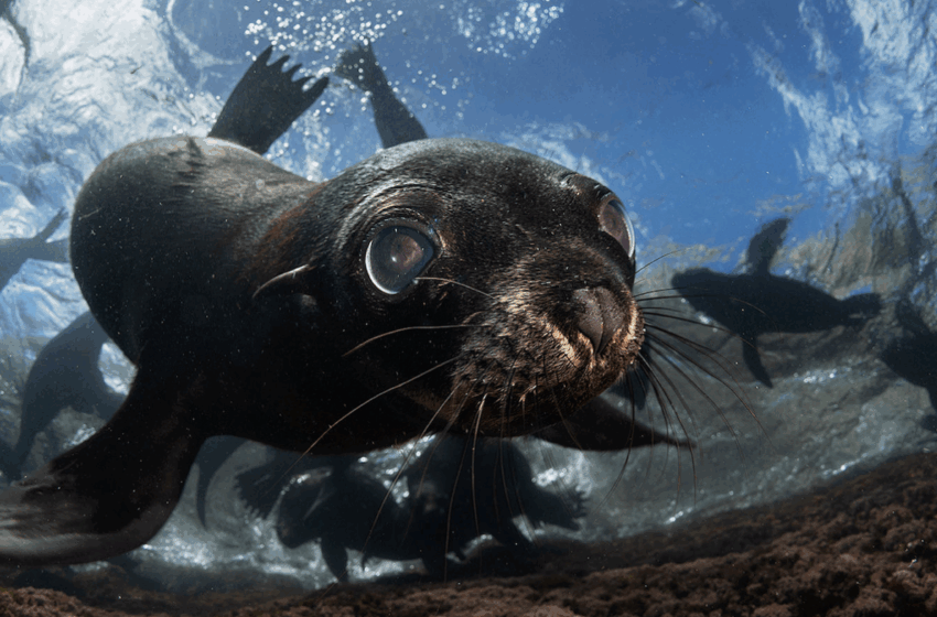  Chile: las 10 historias ambientales que marcaron 2025 – Mongabay Latam