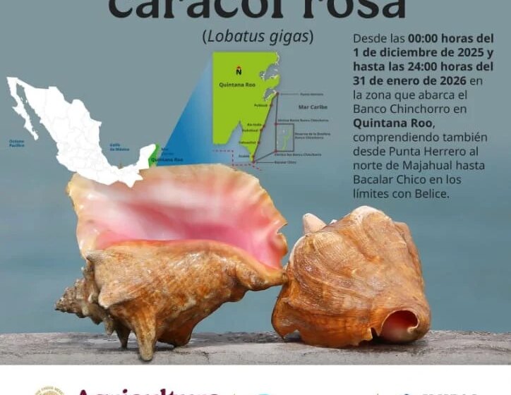  Comisión Nacional de Pesca anuncia inicio de pesca de caracol rosado en la Costa Maya
