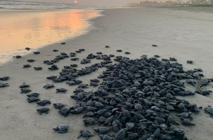  Campamentos tortugueros liberan más de 500 mil crías en un mes: Compesca