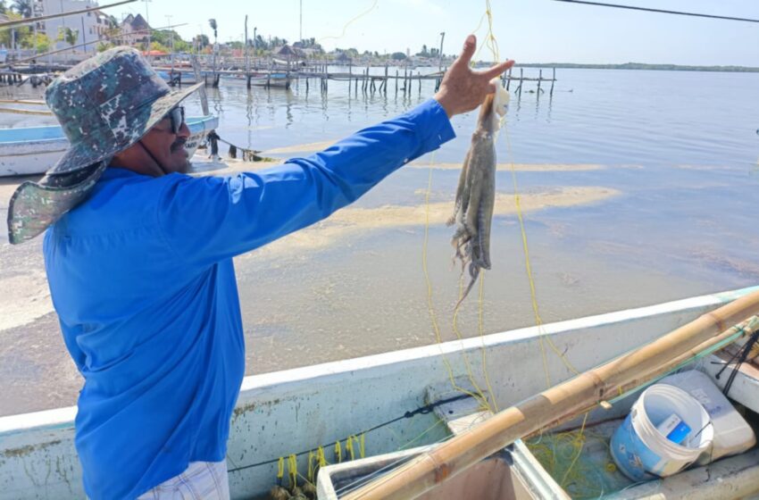  No hay riesgo para el pulpo: amplían la pesca en Yucatán