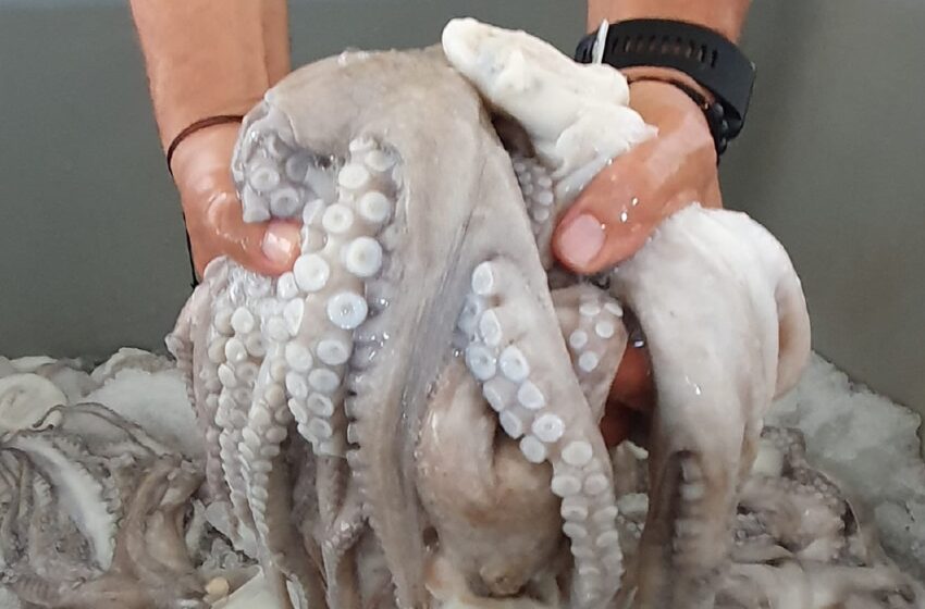  Cerca de la meta: Buen cierre de la temporada de pulpo este año – Diario de Yucatán