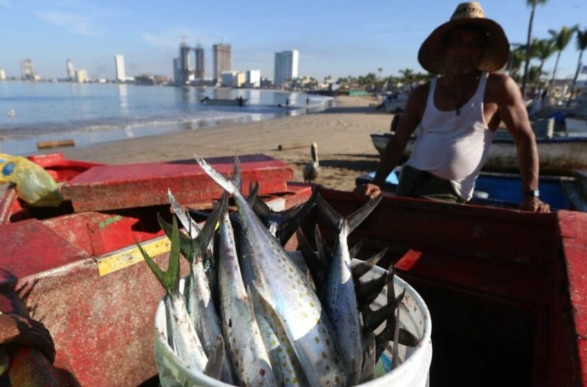  Frío impulsa la pesca en Playa Norte – Punto MX