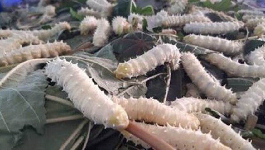  Dieta basada en harina de gusano de seda es más sostenible para la acuicultura: estudio