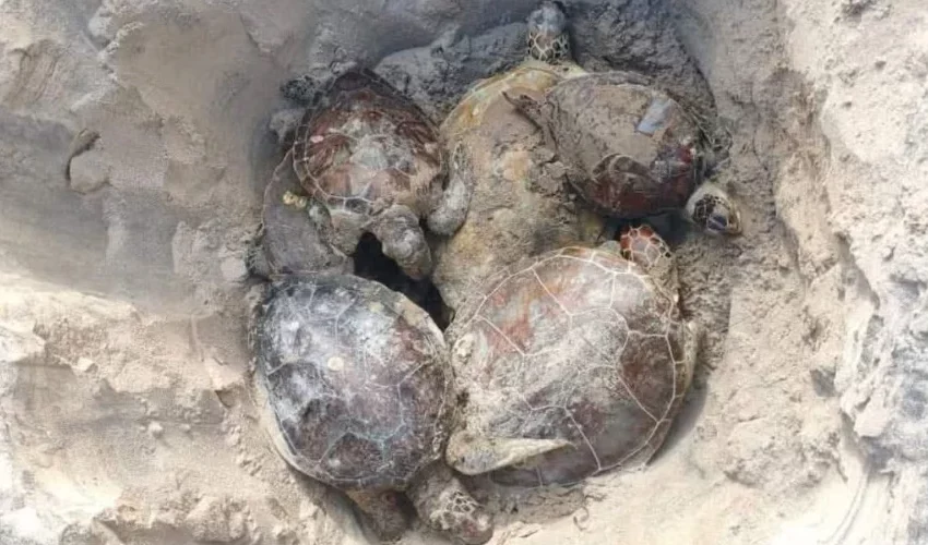  Organización lanza alerta por muerte de tortugas en Tamaulipas – Hora Cero Web