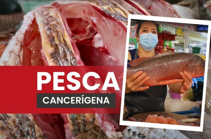  Microplásticos y metales pesados amenazan la pesca en Chiapas