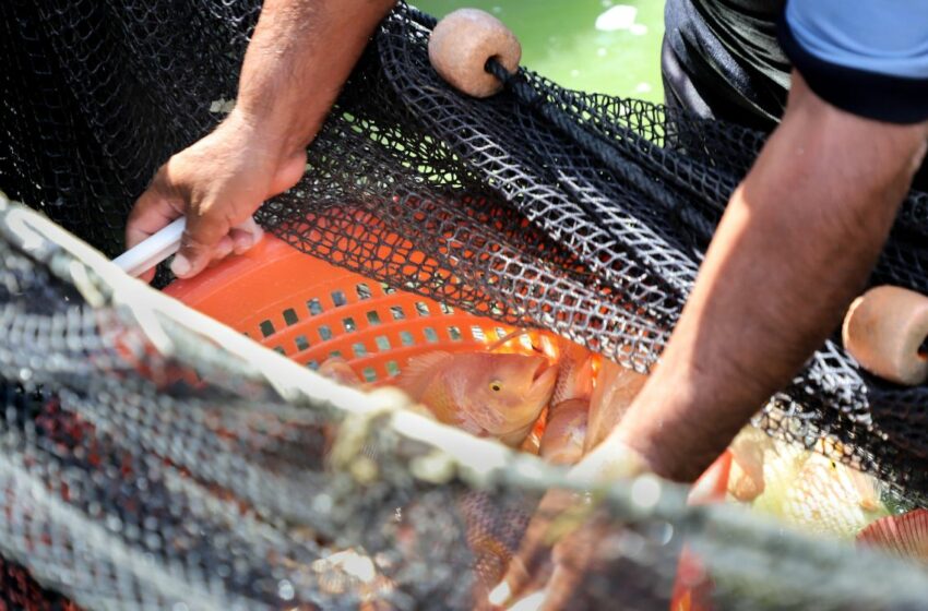  Congreso debate protección legal de los peces en México | Aristegui Noticias