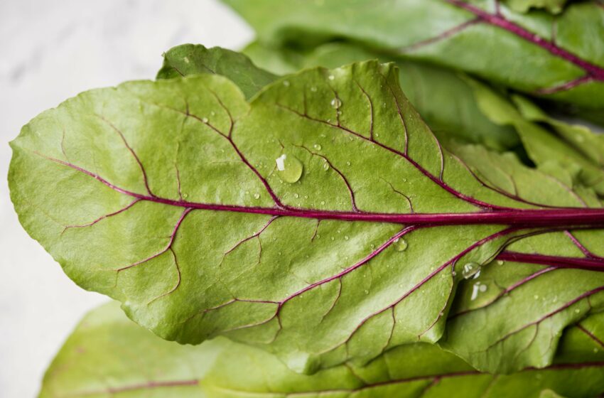  La verdura de invierno que puede ayudar a mejorar la circulación – El Universal