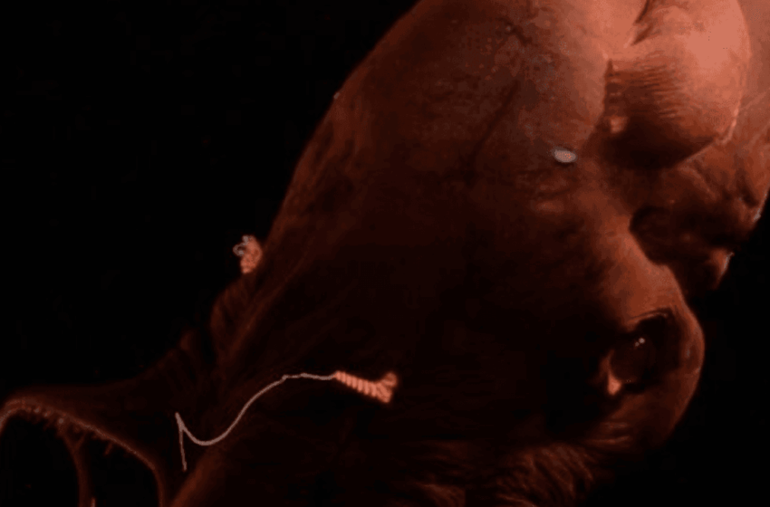  Este es el calamar vampiro, un fósil viviente que nos ayudó a descubrir los antiguos orígenes de los pulpos