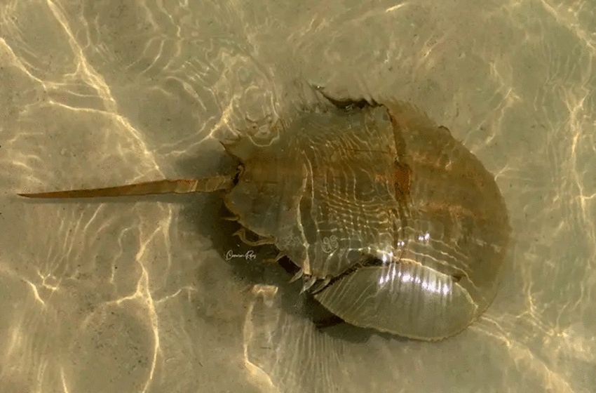  El fósil viviente que no logra sobrevivir a la pesca ilegal – Grupo Marmor