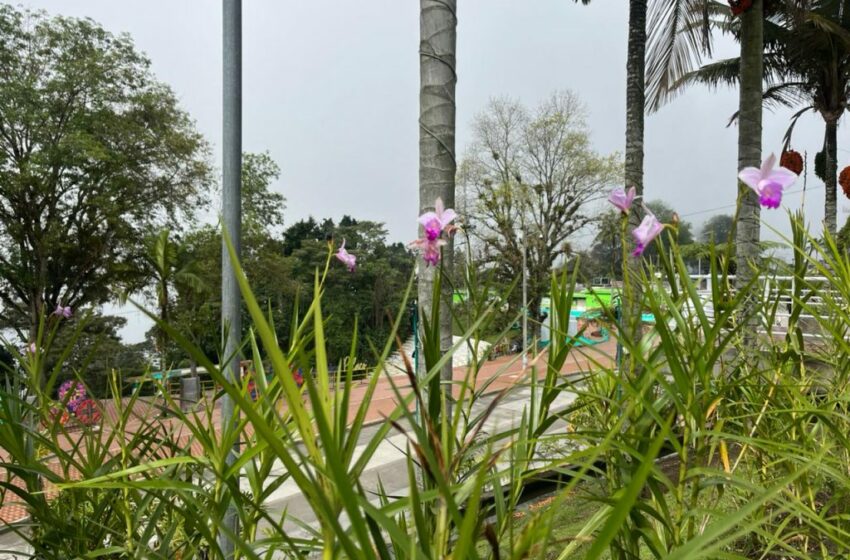  Inspecciones técnicas aseguran la reposición arbórea en el Bulevar de Chipre