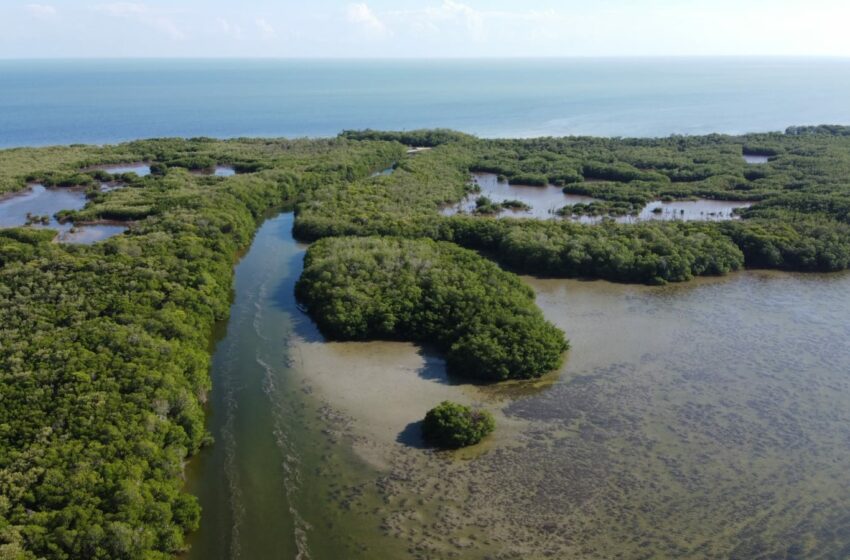  Dañan impunidad y contaminación la Laguna de Términos – La Chispa