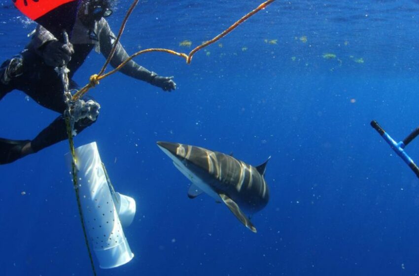  Pescadores se convierten en los protectores del tiburón en el Caribe Mexicano – Quintana Roo Hoy