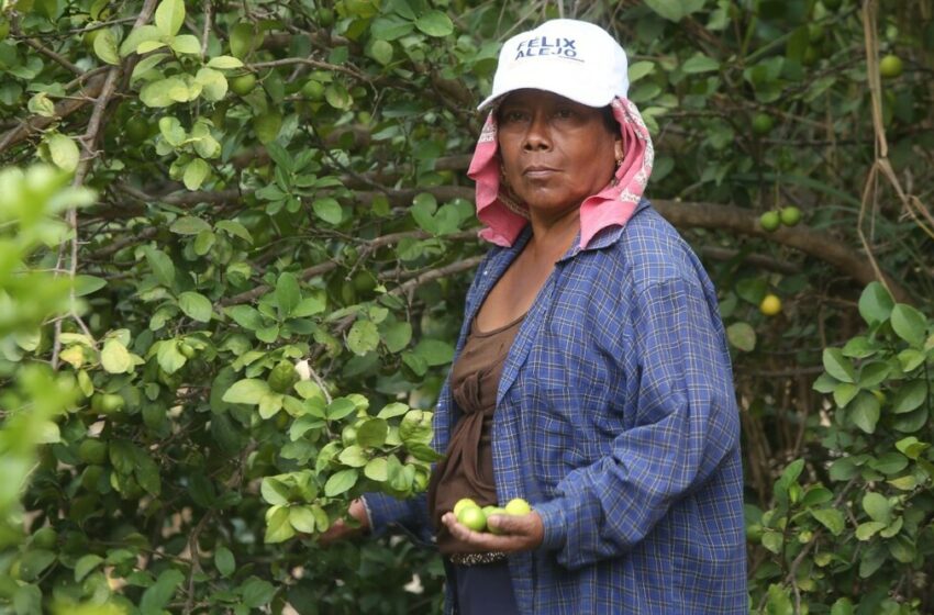  cómo operó-el mercado negro 2025-extorsiones-cobro-piso-venta ilegal- Grupo Milenio