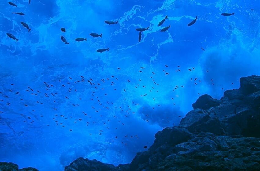  Las esperanzas en alta mar chocan con realidades duras, 2026 será clave para los …