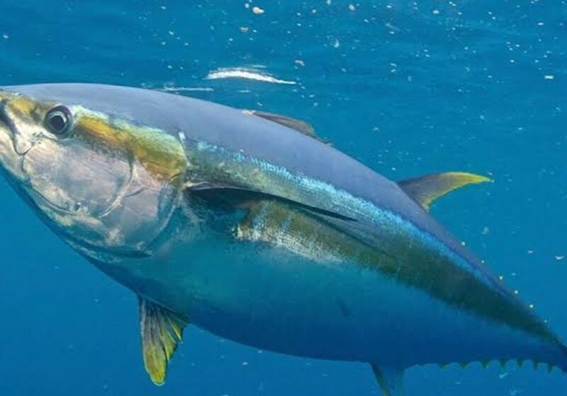  Buen auge en la pesca deportiva; comienza llegada de turistas internacionales