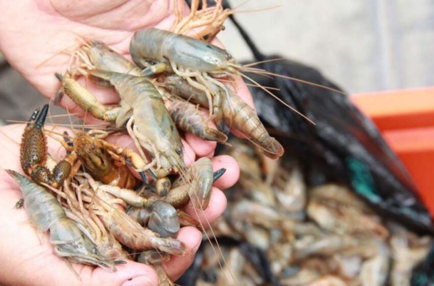  Piden adelantar veda de camarón de estero | Meridiano.mx