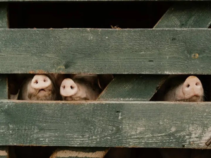  España sacrificará 40 mil cerdos por peste porcina: "El virus puede expandirse”