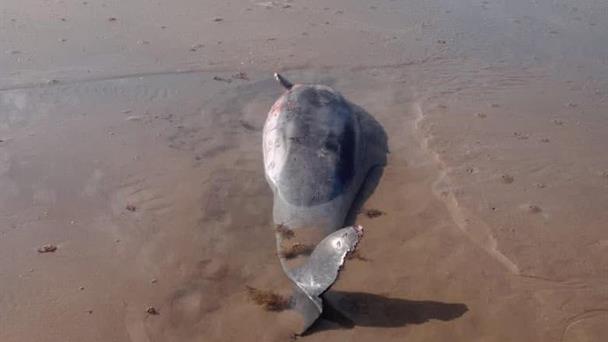  Reportan delfines sin vida en playa Bagdad en Matamoros – El Mañana de Reynosa