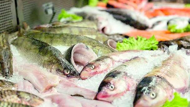  Decomisan más de 5 mil toneladas de pescado en 2025 – El Mañana de Reynosa