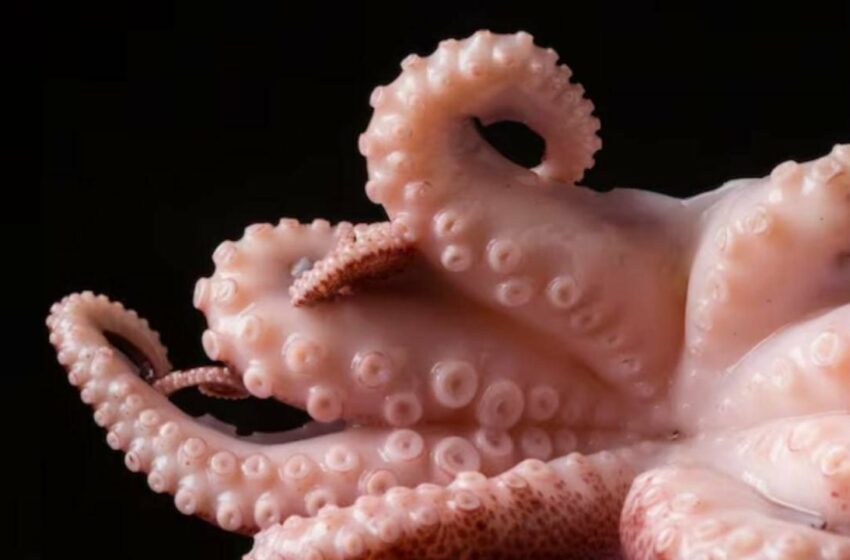  Inicia la veda de pulpo en Quintana Roo: ¿cuál es el castigo por pescar este animal?