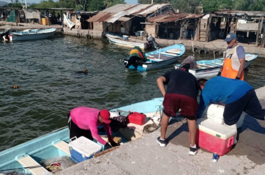  Pescadores de Guaymas ven mala temporada camaronera; "no hay producto", afirman
