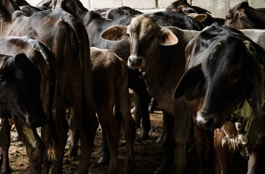  Refuerzan prevención contra mosca del gusano barrenador en Tamaulipas – Milenio