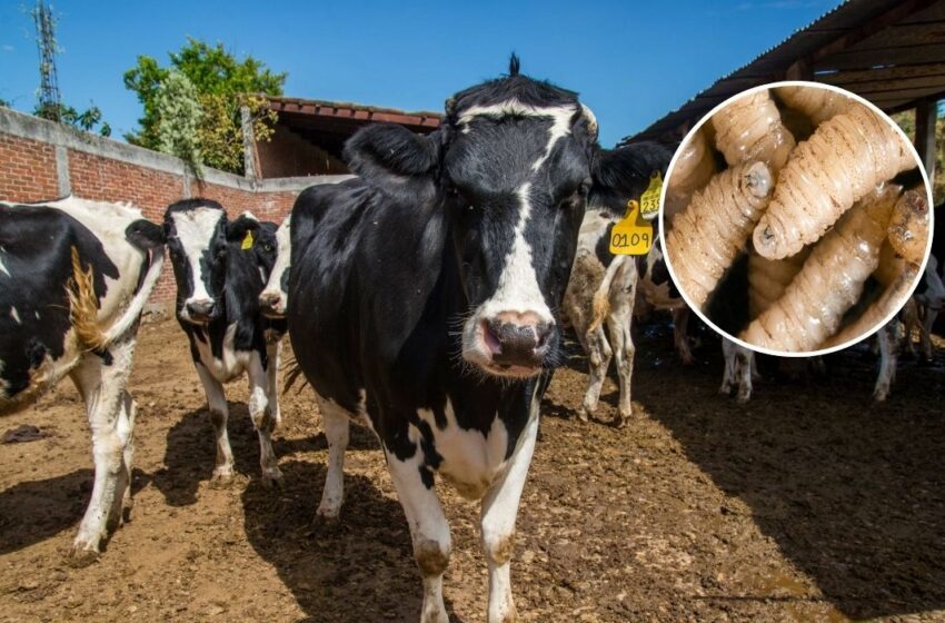  Ganaderos alertan por sobrerregulación por gusano barrenador – EL HORIZONTE