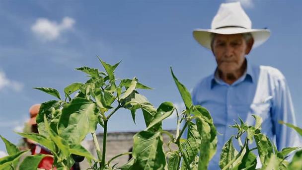  México destaca en exportaciones de alimentos en 2025 – El Mañana de Reynosa