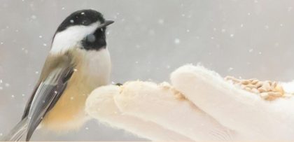  El Centro de Estudios Ambientales presenta un total de 56 actividades para el invierno de 2026