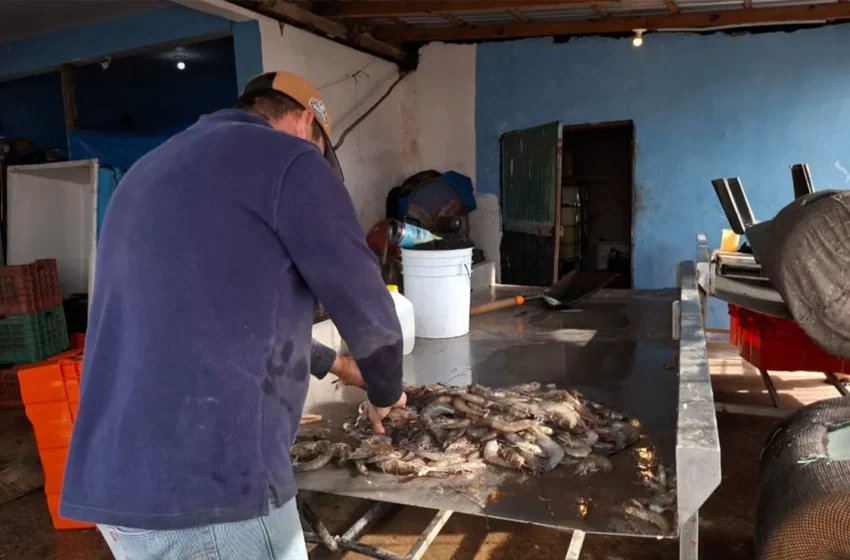  Pescadores de El Colorado, Sinaloa, en Crisis por Escasez de Camarón y Altos Costos