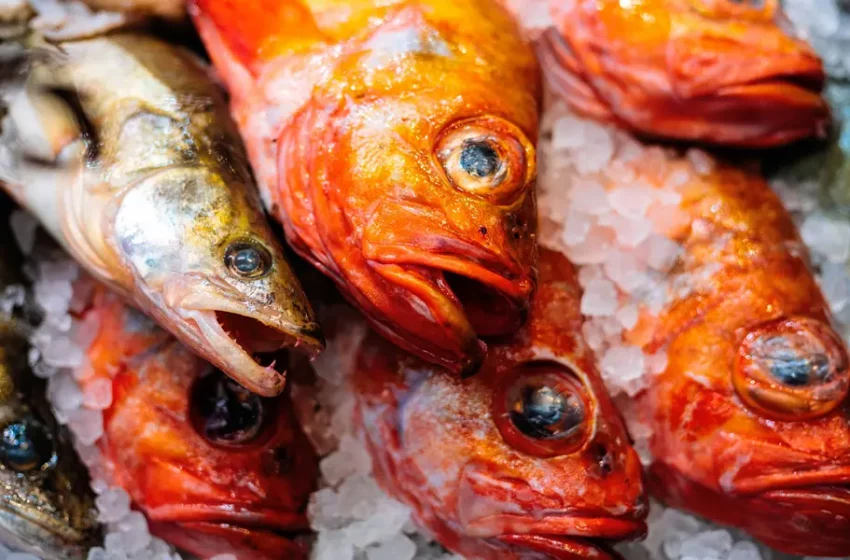  Venta de pescado sin origen afecta a Yucatán y pone en riesgo pesquerías locales – POSTA México