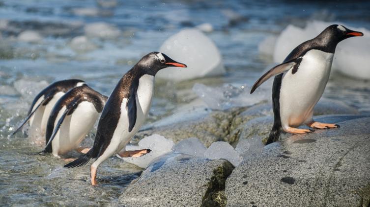  Investigadores alertan por muerte de 62 mil pingüinos en Sudáfrica – Puente Libre