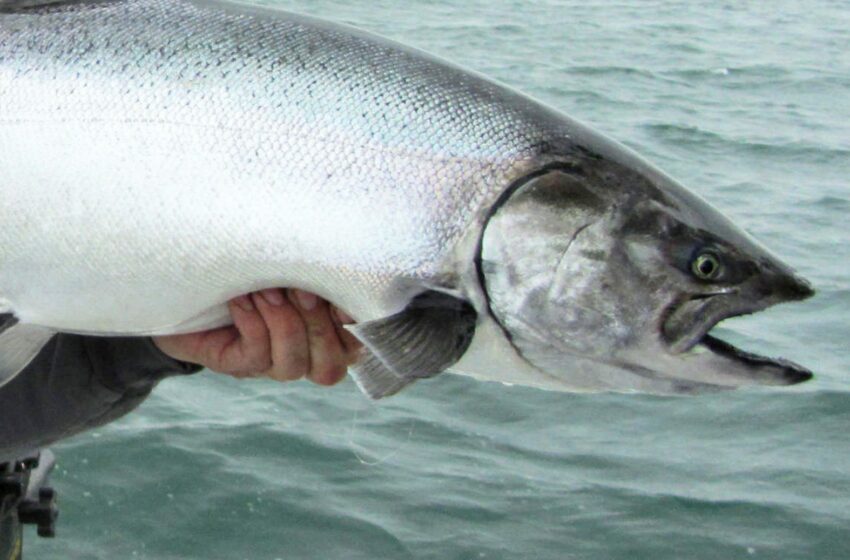  Qué tienen en común la pesca y el negocio inmobiliario (más allá del “gran deal” que se fue)