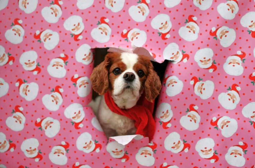  Las cosas que no deben comer los perros en las fiestas decembrinas – Vanguardia