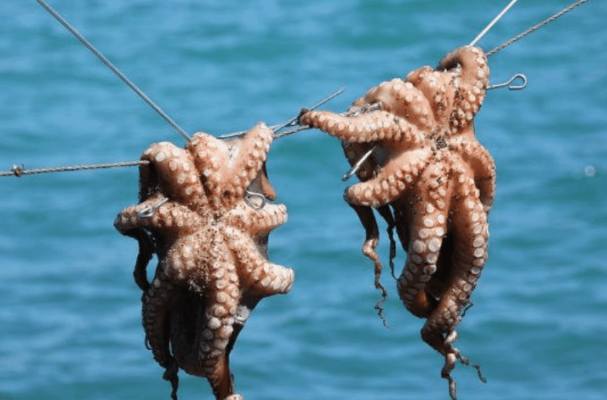  Temporada de pulpo rompe récord en Yucatán